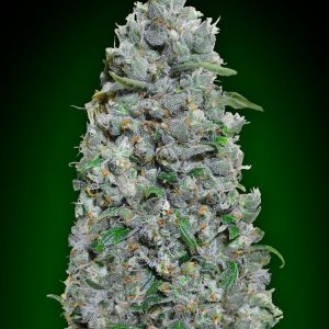 Afghan Mass XXL Auto Feminised Seeds