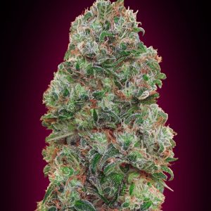 Bubble Gum Feminised Seeds