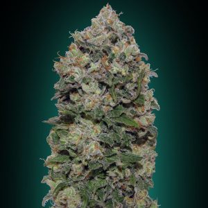 Northern Lights Feminised Seeds