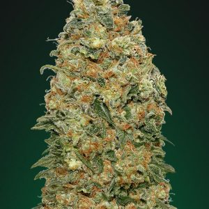 White Widow Feminised Seeds