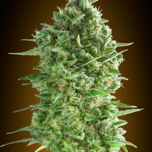 Do-Si-Dos Cookies Feminised Seeds