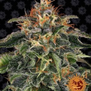 Moby Dick Feminised Seeds