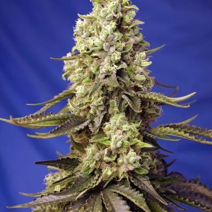 Runtz XL Auto Feminised Seeds