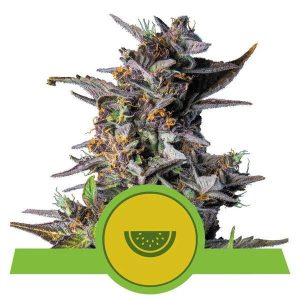 Watermelon Auto Feminised Seeds