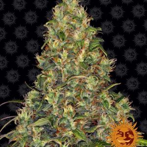Amnesia Haze Auto Feminised Seeds