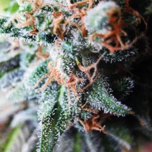 Blueberry Feminised Seeds - Bulk x 100