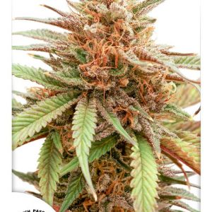Durban Dew Feminised Seeds