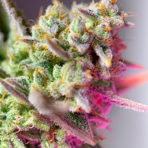 Sweet Mimosa XL Auto Feminised Seeds