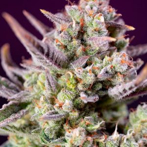 Sweet Zenzation XL Auto Feminised Seeds