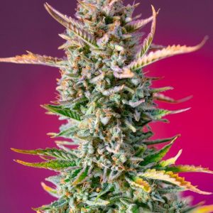 Gorilla Sherbet F1 FAST Feminised Seeds