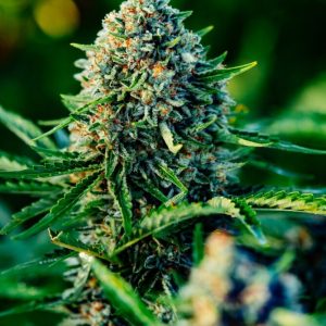 Gummibears Auto Feminised Seeds