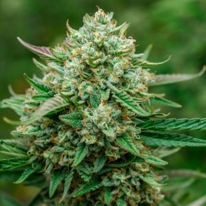 Froot by the Foot Auto Feminised Seeds