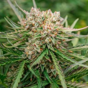 GMO OG Auto Feminised Seeds