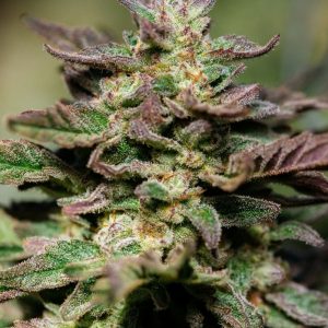 Dosidos FAST Feminised Seeds