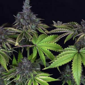 Gelato Feminised Seeds - BULK x 100