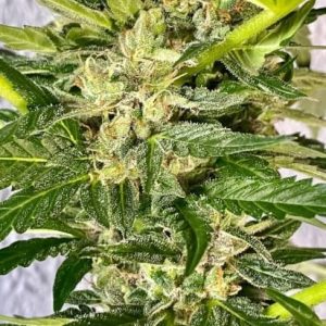 Zkittlez Feminised Seeds - BULK x 100