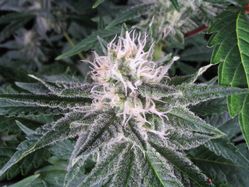 Zkittlez Auto Feminised Seeds - BULK x 100