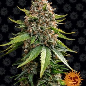 White Widow XXL Auto Feminised Seeds