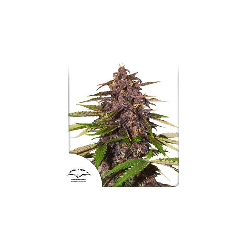 Forbidden Cherry Auto Feminised Seeds