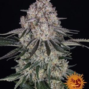 Sour Diesel Auto Feminised Seeds