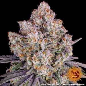 Ice Cream Cake Feminised Seed