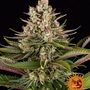 Sour Strawberry Feminised Seeds