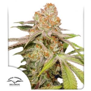 Mac #1 Auto Feminised Seeds