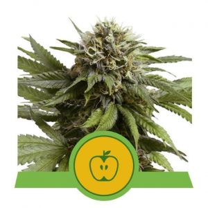 Apple Fritter Auto Feminised Seeds