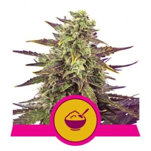 Cereal Milk Feminised Seeds