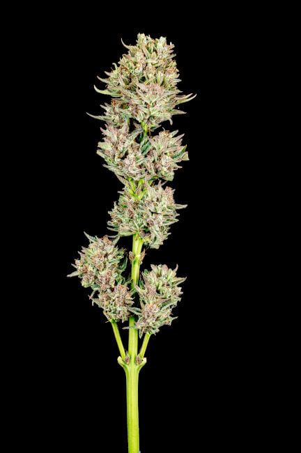 Garlic Jam Auto Feminised Seeds