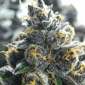 Divorce Cake Feminised Seeds
