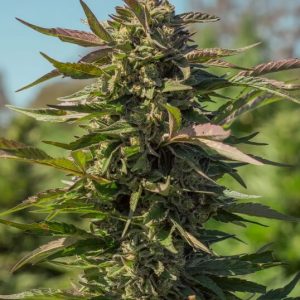 Snow Panda FAST Feminised Seeds