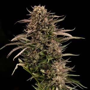 Fatso GMO F1 Auto Feminised Seeds