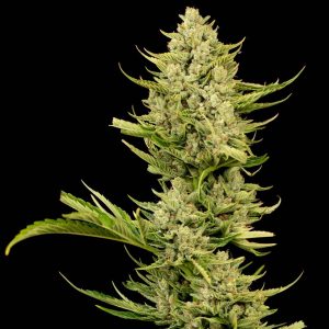 Tangerine Snow F1 Fast Feminised Seeds