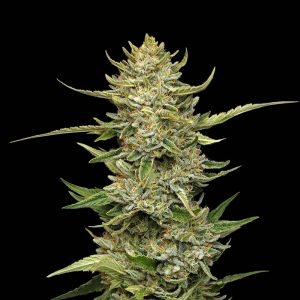 Sour Diesel Auto Feminised Seeds