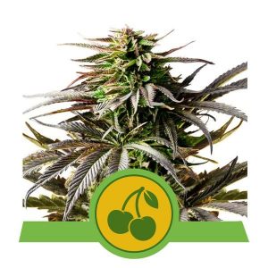 Cherry Pie Auto Feminised Seeds