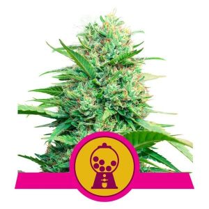 Pink Runtz Feminised Seeds