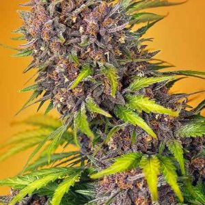 Diablo Rojo XL Auto Feminised Seeds
