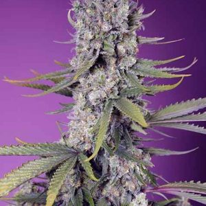 Papaya Zoap F1 FAST Feminised Seeds
