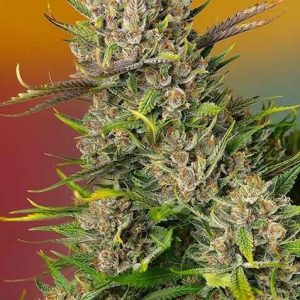 Papaya Zoap Auto Feminised Seeds