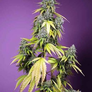 Jet Fuel Mandarine XL Auto Feminised Seeds