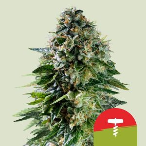 Corkscrew Auto Feminised Seeds