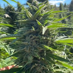 Wedding Cake Auto Feminised Seeds