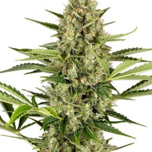 Jack Herer Auto Feminised Seeds