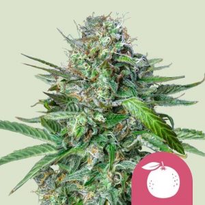 Tangie Feminised Seeds