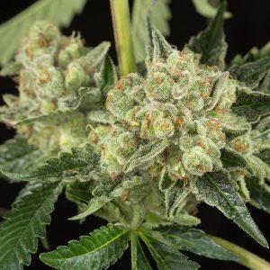 OG Kush Auto Feminised Seeds - BULK x 100