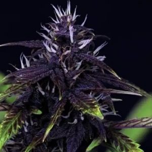 Tiger-One Kush CBD 30:1 Auto Feminised Seeds - BULK x 100