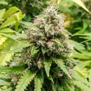 Trainwreck Feminised - Bulk x 100