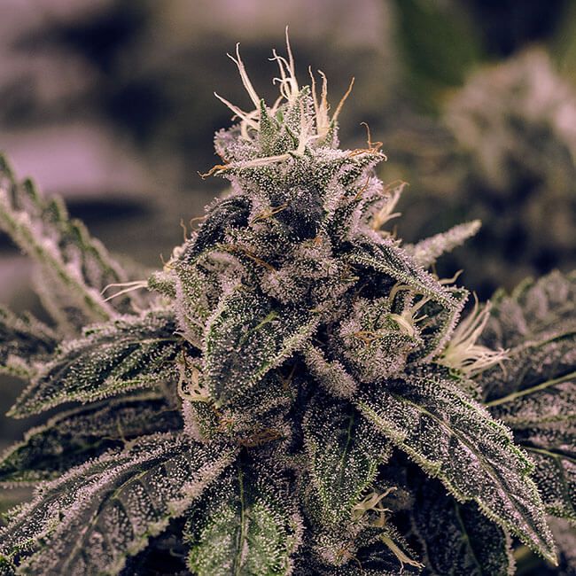 White Widow Auto Feminised Seeds - Bulk x 100