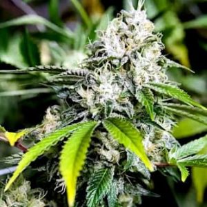 White Widow FAST Feminised Seeds - BULK x 100